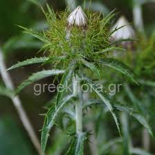 Attēlu rezultāti vaicājumam “Carlina biebersteinii”