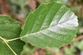 Attēlu rezultāti vaicājumam “Alnus glutinosa leaf”