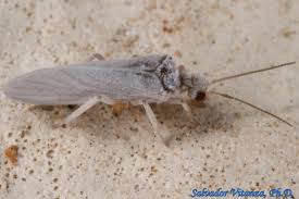 Attēlu rezultāti vaicājumam “Coniopterygidae”