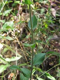 Attēlu rezultāti vaicājumam “Aulacidea hieracii”