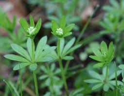 Attēlu rezultāti vaicājumam “Galium odoratum bud”