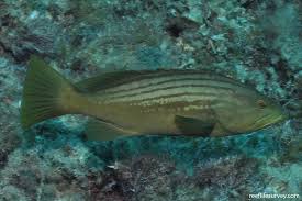 Image result for Epinephelus costae