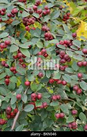 Attēlu rezultāti vaicājumam “Cotoneaster multiflorus fruit”