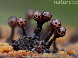 Attēlu rezultāti vaicājumam “Trichia sp.”