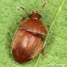 Attēlu rezultāti vaicājumam “Cychramus luteus”