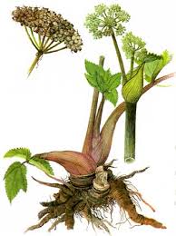 Attēlu rezultāti vaicājumam “Angelica palustris”