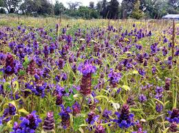 Attēlu rezultāti vaicājumam “Prunella vulgaris”