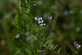 Attēlu rezultāti vaicājumam “Vicia hirsuta leaf”