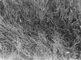 Attēlu rezultāti vaicājumam “Calliergon trifarium”