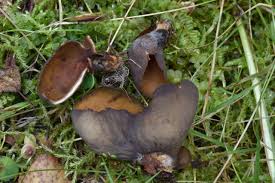 Attēlu rezultāti vaicājumam “Otidea bufonia”