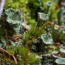Attēlu rezultāti vaicājumam “Cladonia pyxidata”