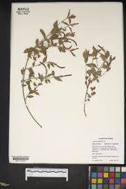 Attēlu rezultāti vaicājumam “Phleum phleoides fruit”