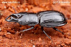 Attēlu rezultāti vaicājumam “Ceruchus chrysomelinus”