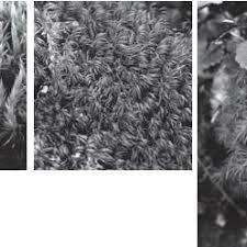 Attēlu rezultāti vaicājumam “Dicranum scoparium sporophyte”