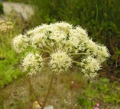 Attēlu rezultāti vaicājumam “Angelica palustris”