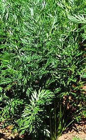 Attēlu rezultāti vaicājumam “Carum carvi leaf”