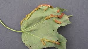 Attēlu rezultāti vaicājumam “gall”