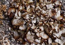 Attēlu rezultāti vaicājumam “Dermatocarpon miniatum”