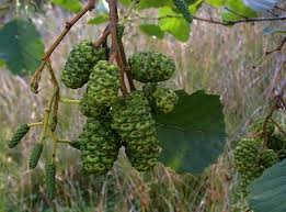 Attēlu rezultāti vaicājumam “Alnus glutinosa fruit”
