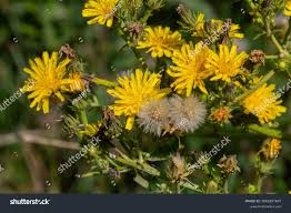 Attēlu rezultāti vaicājumam “Hieracium laevigatum”