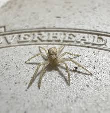 Attēlu rezultāti vaicājumam “Philodromus sp.”