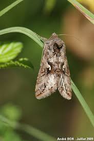 Attēlu rezultāti vaicājumam “Autographa gamma”