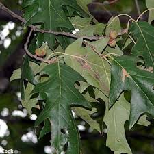 Attēlu rezultāti vaicājumam “Quercus robur Fastigiata leaf”
