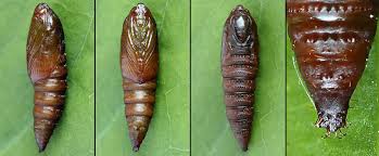 Attēlu rezultāti vaicājumam “Apotomis betuletana”