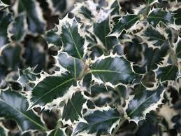 Botanischer Name: Ilex aquifolium \u0026#39;Silver Queen\u0026#39; Deutscher Name: die weißbunte Stechpalme Beschreibung: Immergrüner Strauch, das Laub ist auffallend grün ...