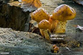 Attēlu rezultāti vaicājumam “Pholiota aurivella”