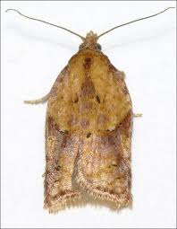 Attēlu rezultāti vaicājumam “Acleris aspersana”