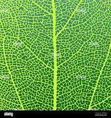 Attēlu rezultāti vaicājumam “Nardia scalaris cells”