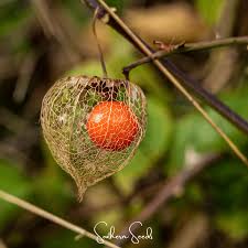 Attēlu rezultāti vaicājumam “Physalis alkekengi leaf”