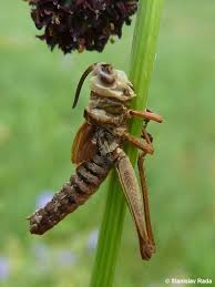 Attēlu rezultāti vaicājumam “Entomophaga grylli”