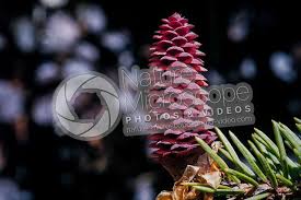 Attēlu rezultāti vaicājumam “Picea abies female flower”