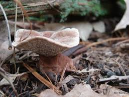 Attēlu rezultāti vaicājumam “Hydnellum sp.”