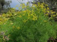 Attēlu rezultāti vaicājumam “Libanotis montana”