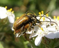 Attēlu rezultāti vaicājumam “Pseudovadonia livida”