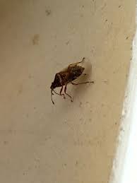 Attēlu rezultāti vaicājumam “Kleidocerys resedae imago”