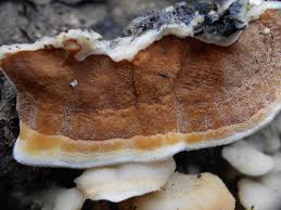 Attēlu rezultāti vaicājumam “Gloeoporus pannocinctus”