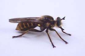 Attēlu rezultāti vaicājumam “Choerades sp.”