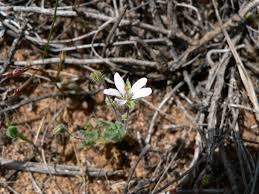 Attēlu rezultāti vaicājumam “Erodium cicutarium bud”