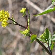 Attēlu rezultāti vaicājumam “Sinapis arvensis flower”