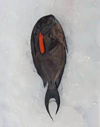 Image result for Eumegistus illustris