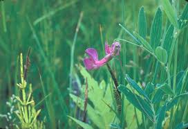 Attēlu rezultāti vaicājumam “Lathyrus palustris flower”