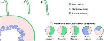 Attēlu rezultāti vaicājumam “Diderma umbilicatum plasmodium”