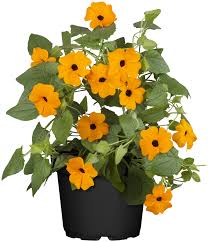 Image result for schwarzäugige Susanne