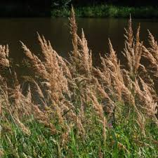 Attēlu rezultāti vaicājumam “Calamagrostis purpurea”