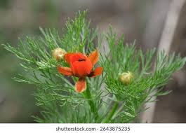 Image result for Adonis aestivalis