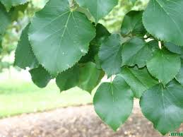 Attēlu rezultāti vaicājumam “Tilia tomentosa leaf”